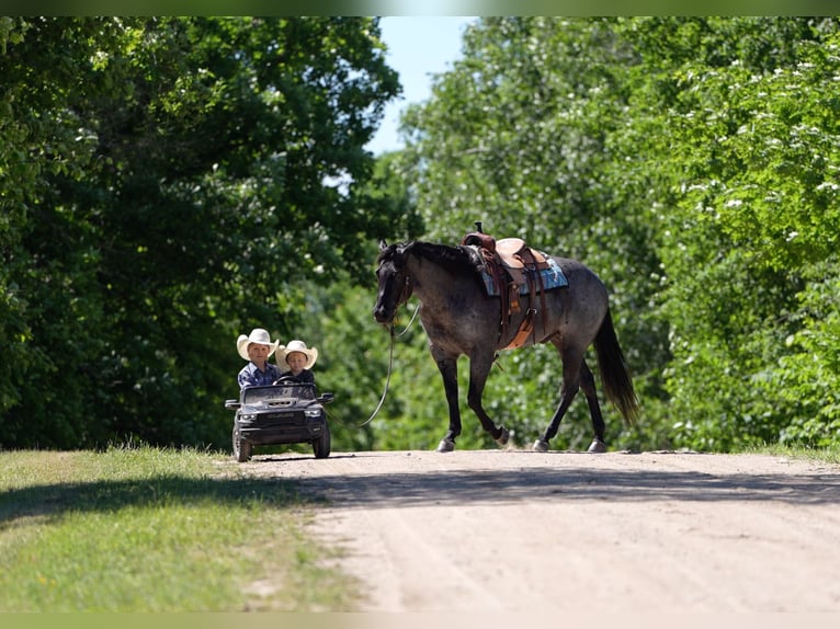 American Quarter Horse Wallach 5 Jahre Roan-Blue in Nevis