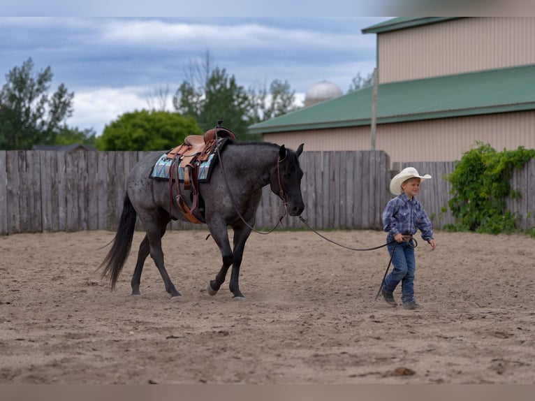 American Quarter Horse Wallach 5 Jahre Roan-Blue in Nevis