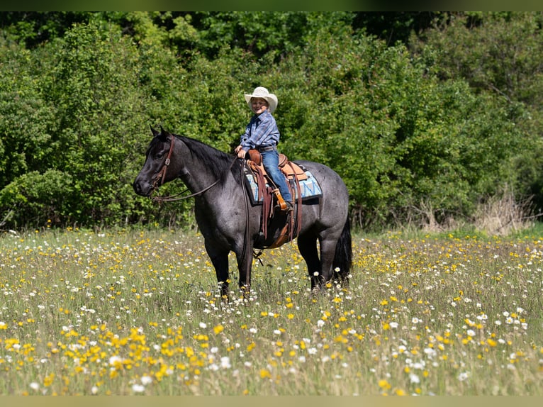 American Quarter Horse Wallach 5 Jahre Roan-Blue in Nevis
