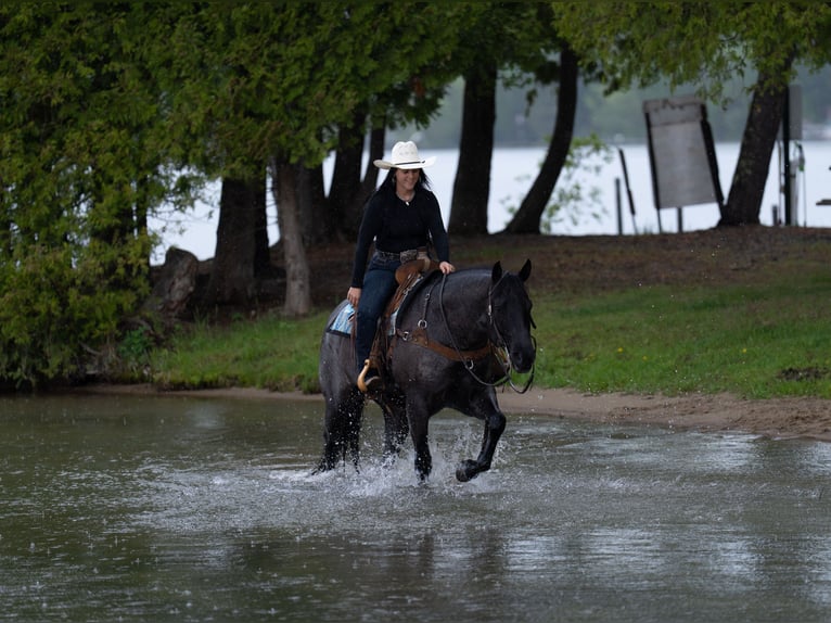 American Quarter Horse Wallach 5 Jahre Roan-Blue in Nevis