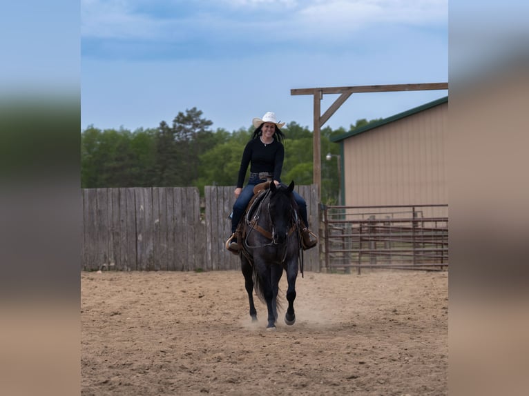 American Quarter Horse Wallach 5 Jahre Roan-Blue in Nevis