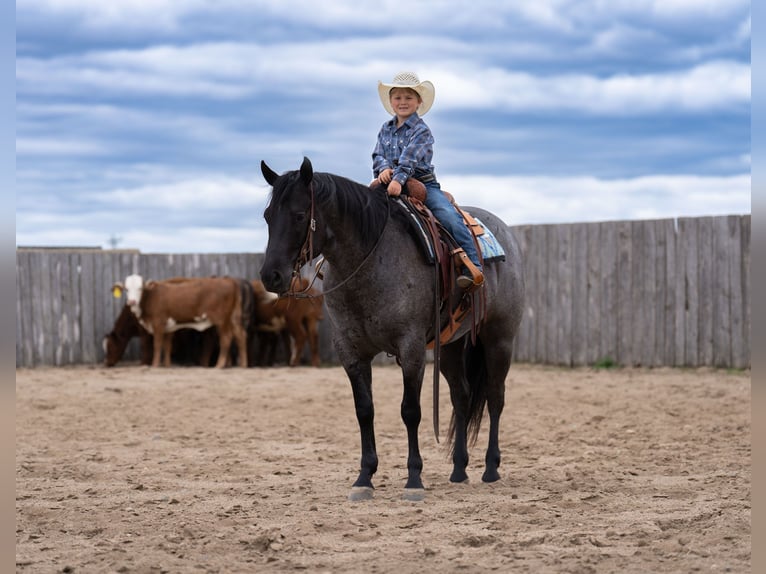 American Quarter Horse Wallach 5 Jahre Roan-Blue in Nevis