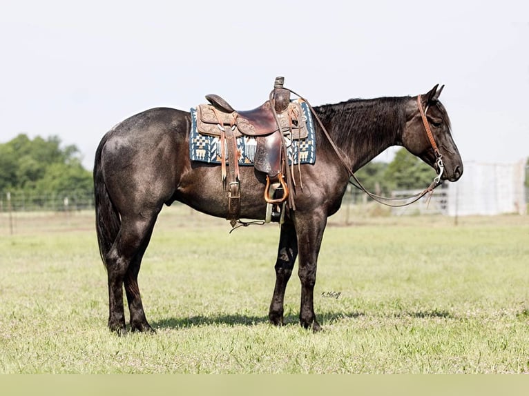 American Quarter Horse Wallach 5 Jahre Roan-Blue in RAVENNA, TX
