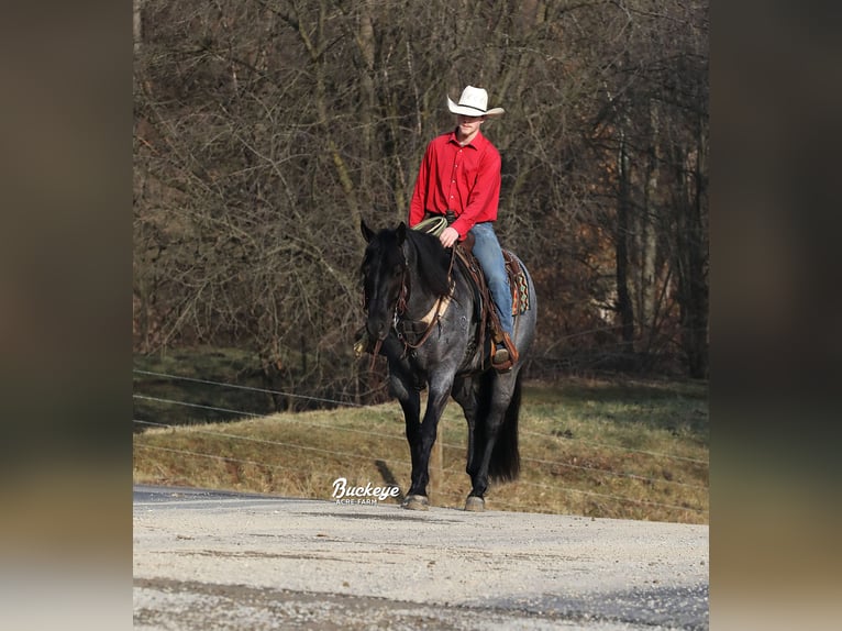 American Quarter Horse Wallach 5 Jahre Roan-Blue in Millersburg