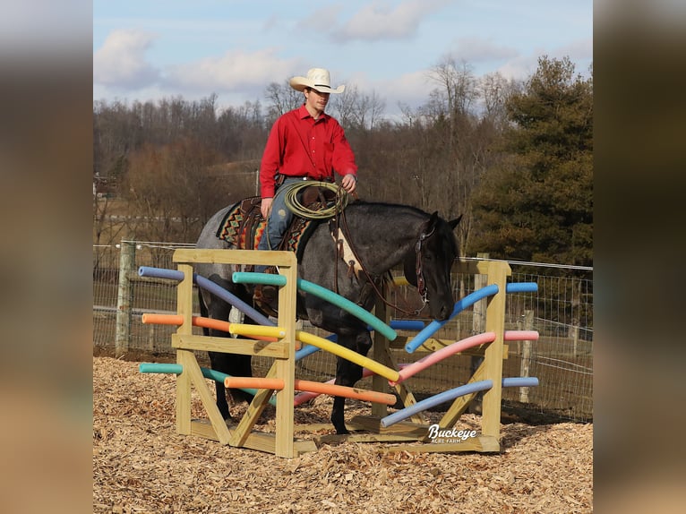 American Quarter Horse Wallach 5 Jahre Roan-Blue in Millersburg