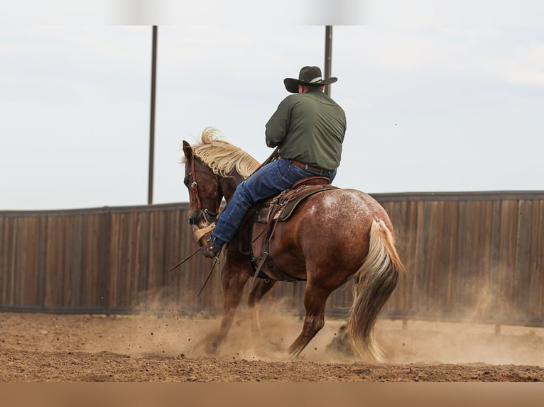American Quarter Horse Wallach 5 Jahre Roan-Red in Canyon