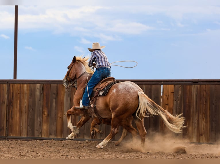 American Quarter Horse Wallach 5 Jahre Roan-Red in Canyon