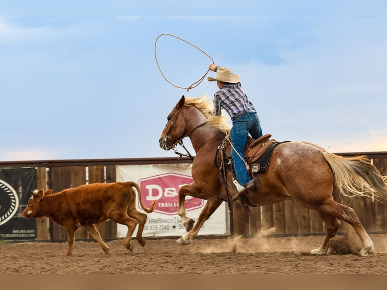 American Quarter Horse Wallach 5 Jahre Roan-Red in Canyon