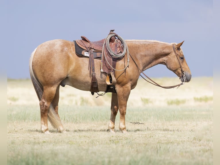American Quarter Horse Wallach 5 Jahre Roan-Red in Canyon