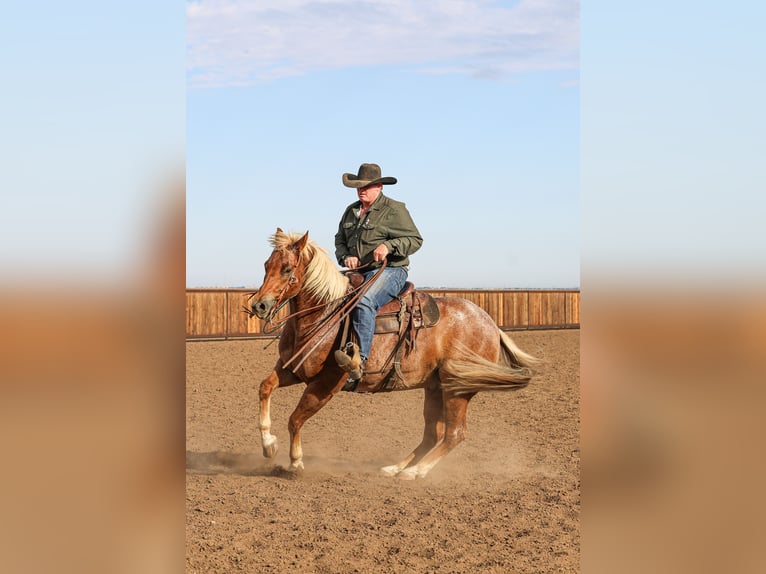 American Quarter Horse Wallach 5 Jahre Roan-Red in Canyon