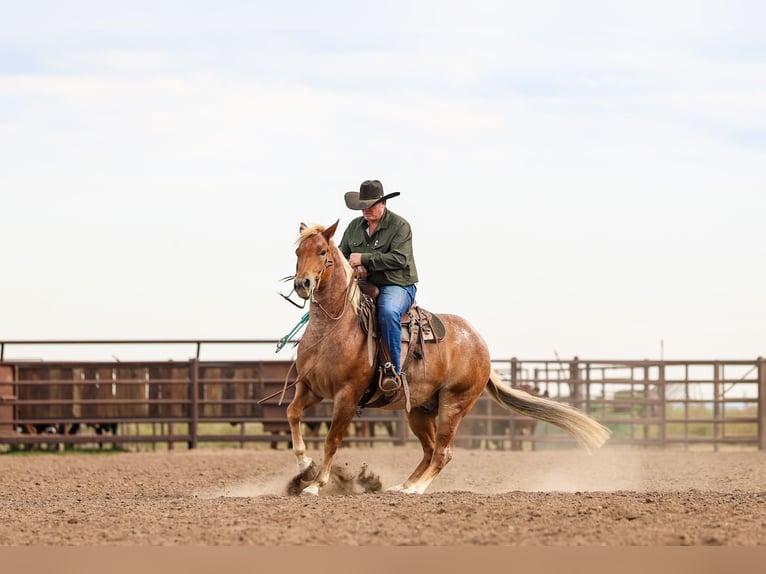 American Quarter Horse Wallach 5 Jahre Roan-Red in Canyon