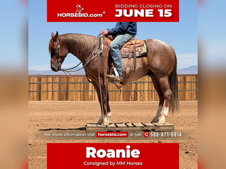 American Quarter Horse Wallach 5 Jahre Roan-Red in Cave Creek