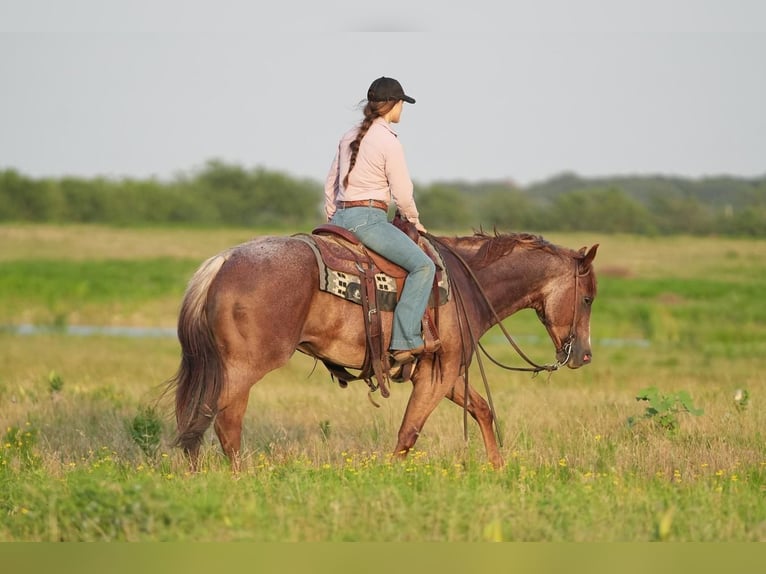 American Quarter Horse Wallach 5 Jahre Roan-Red in Addison, TX