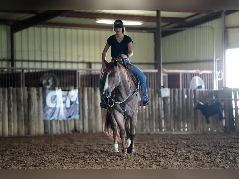 American Quarter Horse Wallach 5 Jahre Roan-Red in Addison, TX