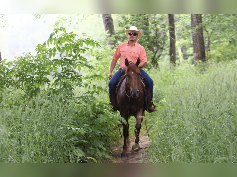 American Quarter Horse Wallach 5 Jahre Roan-Red in Buffalo, MO