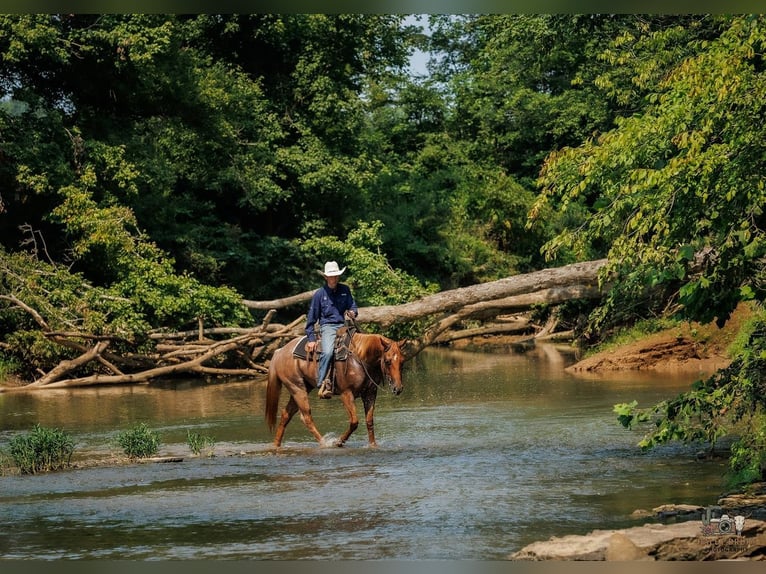 American Quarter Horse Wallach 5 Jahre Roan-Red in Auburn
