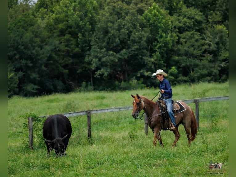 American Quarter Horse Wallach 5 Jahre Roan-Red in Auburn
