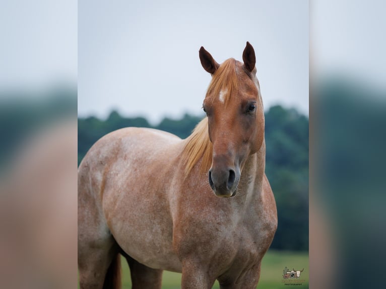 American Quarter Horse Wallach 5 Jahre Roan-Red in Auburn