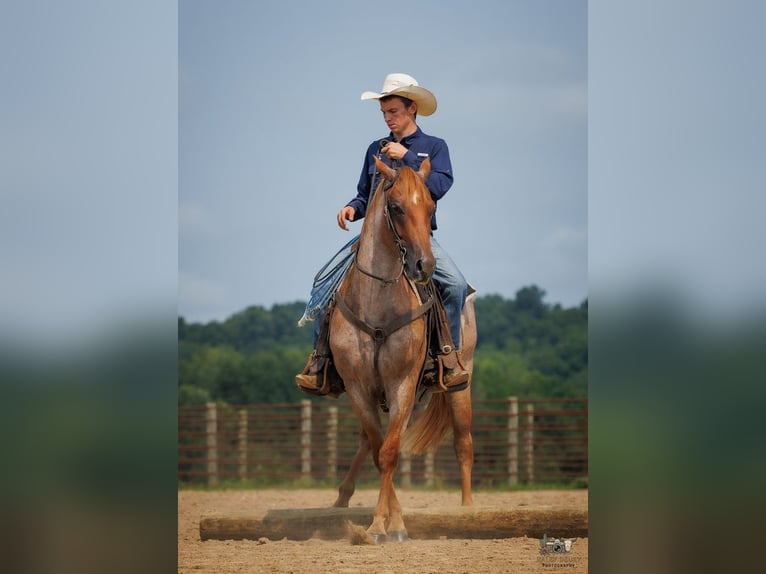 American Quarter Horse Wallach 5 Jahre Roan-Red in Auburn