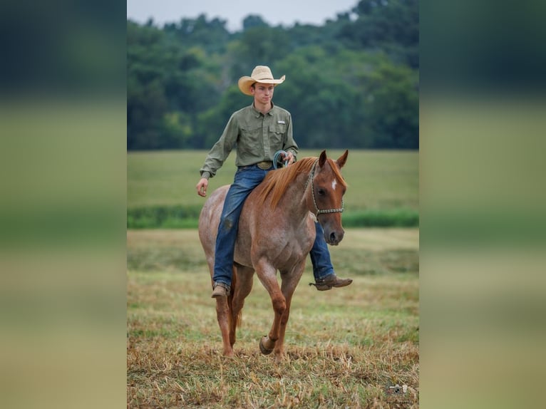 American Quarter Horse Wallach 5 Jahre Roan-Red in Auburn