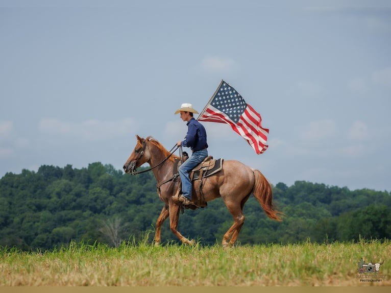 American Quarter Horse Wallach 5 Jahre Roan-Red in Auburn