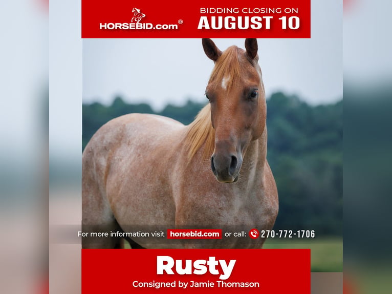 American Quarter Horse Wallach 5 Jahre Roan-Red in Auburn