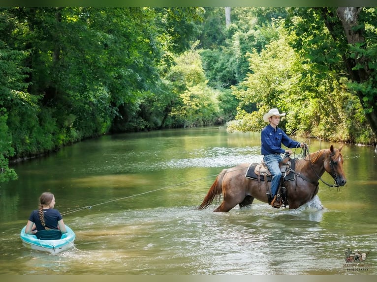American Quarter Horse Wallach 5 Jahre Roan-Red in Auburn