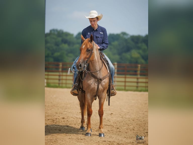 American Quarter Horse Wallach 5 Jahre Roan-Red in Auburn