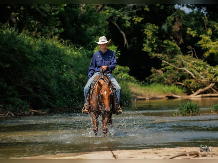 American Quarter Horse Wallach 5 Jahre Roan-Red in Auburn