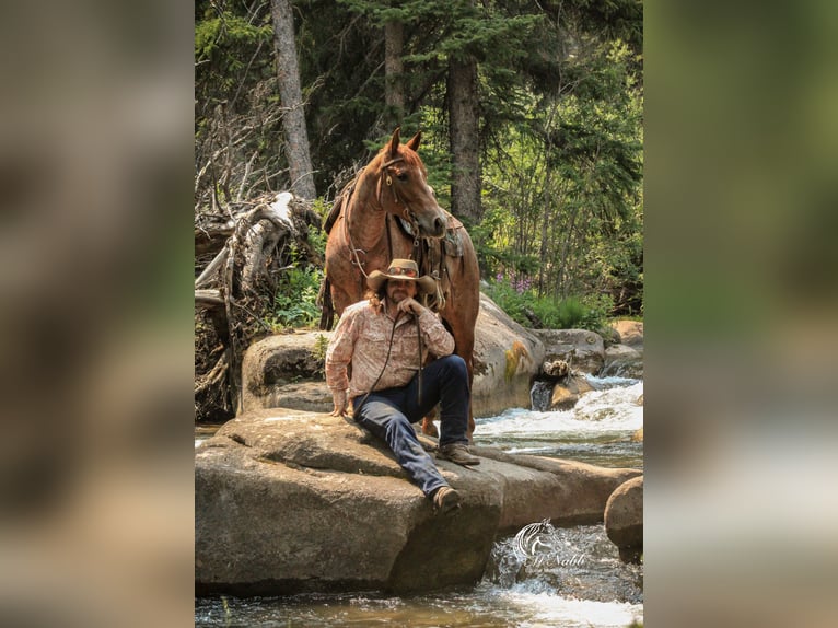 American Quarter Horse Wallach 5 Jahre Roan-Red in Cody