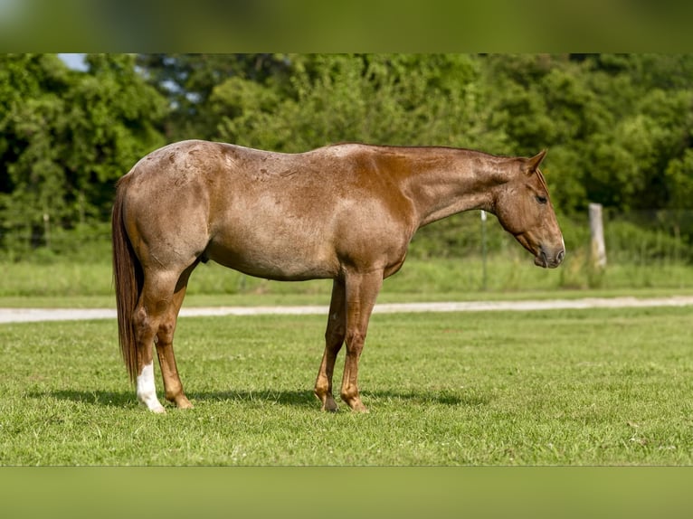 American Quarter Horse Wallach 5 Jahre Roan-Red in Canyon TX