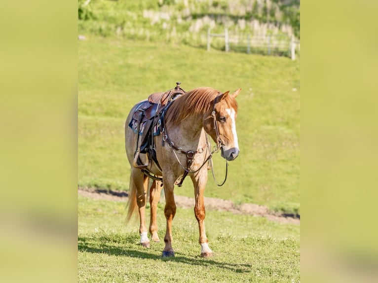 American Quarter Horse Wallach 5 Jahre Roan-Red in Everett PA