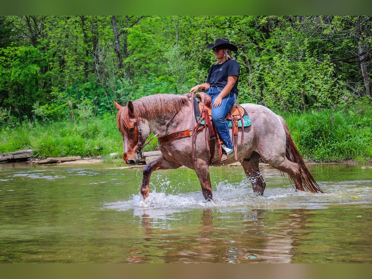 American Quarter Horse Wallach 5 Jahre Roan-Red in Russellville, OH