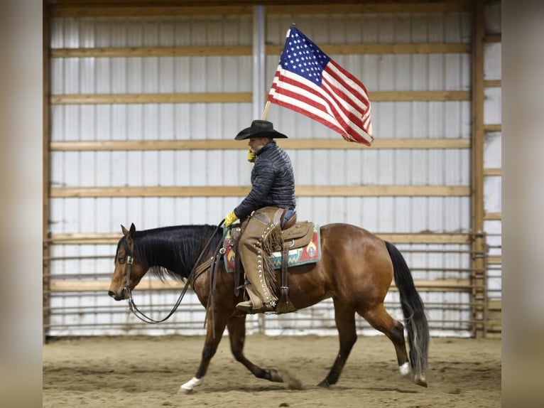 American Quarter Horse Wallach 5 Jahre Rotbrauner in Bernard, IA