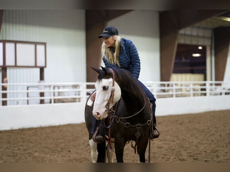 American Quarter Horse Wallach 5 Jahre Rotbrauner in Cannon Falls