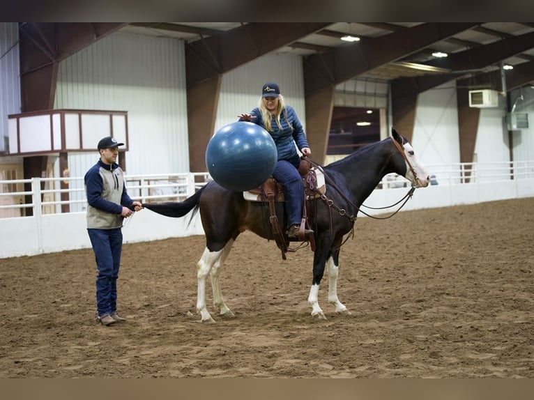 American Quarter Horse Wallach 5 Jahre Rotbrauner in Cannon Falls