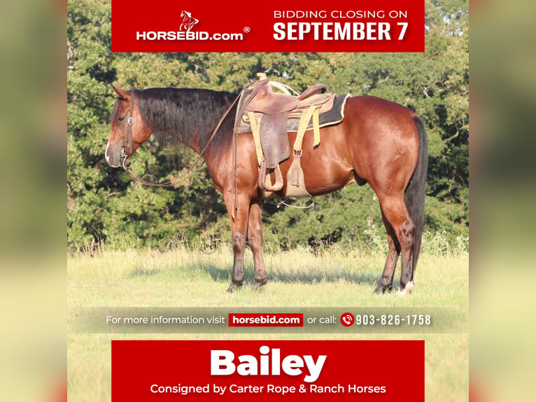 American Quarter Horse Wallach 5 Jahre Rotbrauner in De Kalb