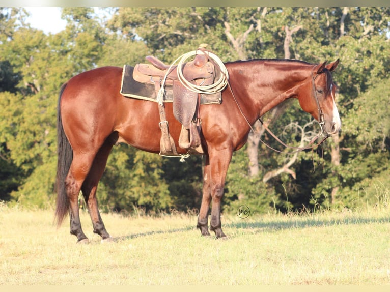 American Quarter Horse Wallach 5 Jahre Rotbrauner in De Kalb