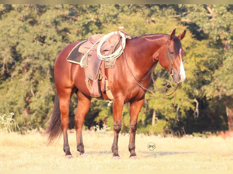 American Quarter Horse Wallach 5 Jahre Rotbrauner in De Kalb