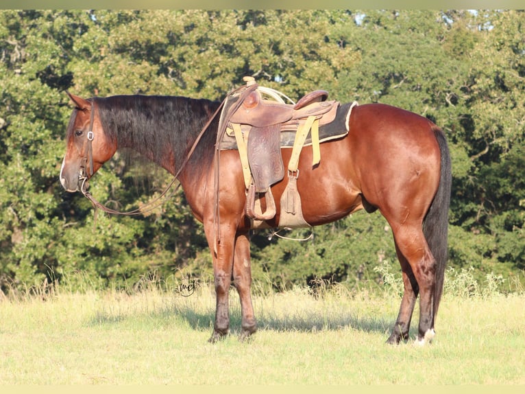 American Quarter Horse Wallach 5 Jahre Rotbrauner in De Kalb