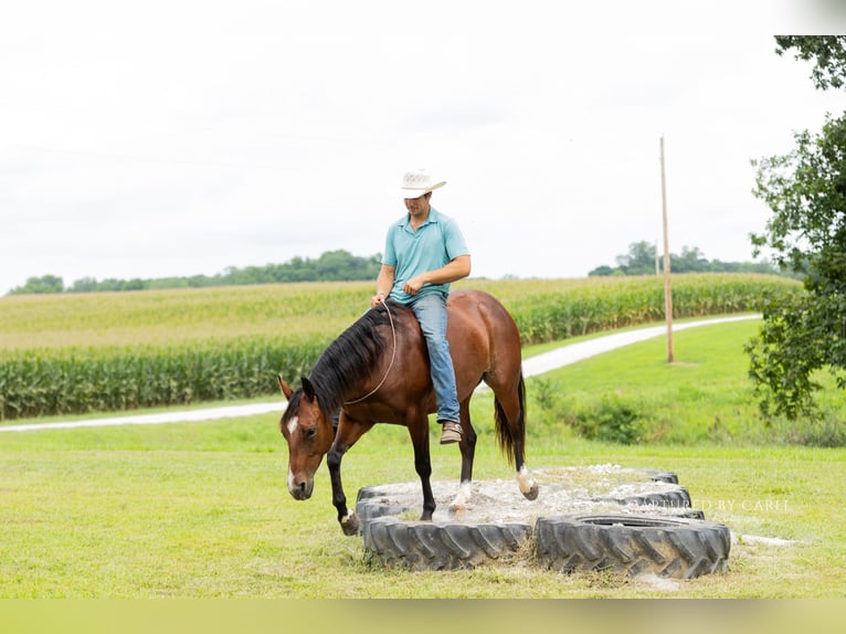 American Quarter Horse Wallach 5 Jahre Rotbrauner in Lewistown