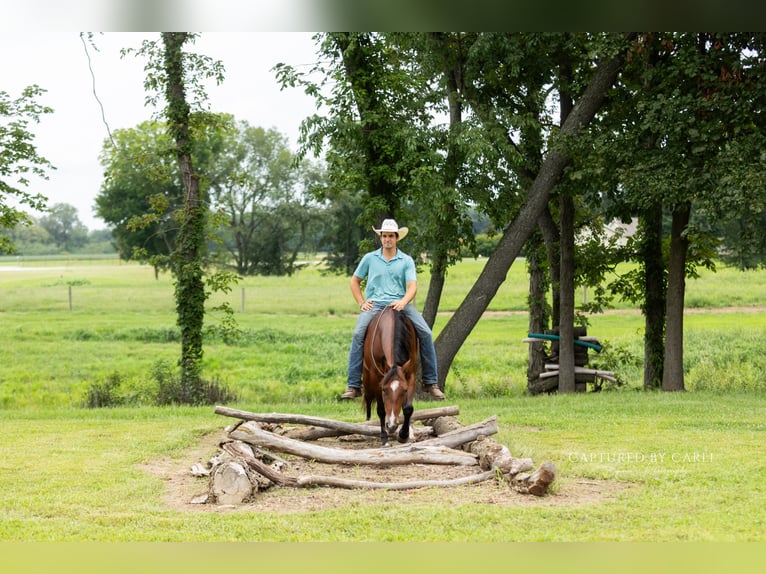 American Quarter Horse Wallach 5 Jahre Rotbrauner in Lewistown