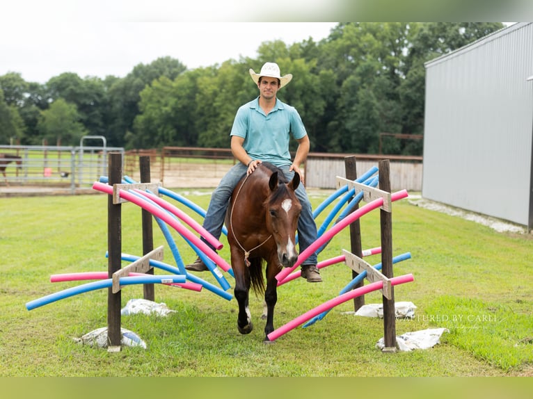 American Quarter Horse Wallach 5 Jahre Rotbrauner in Lewistown