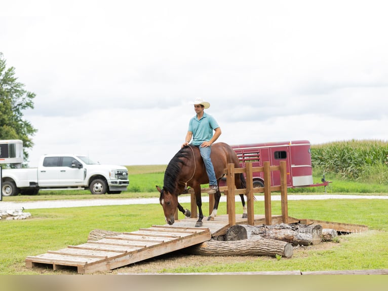 American Quarter Horse Wallach 5 Jahre Rotbrauner in Lewistown