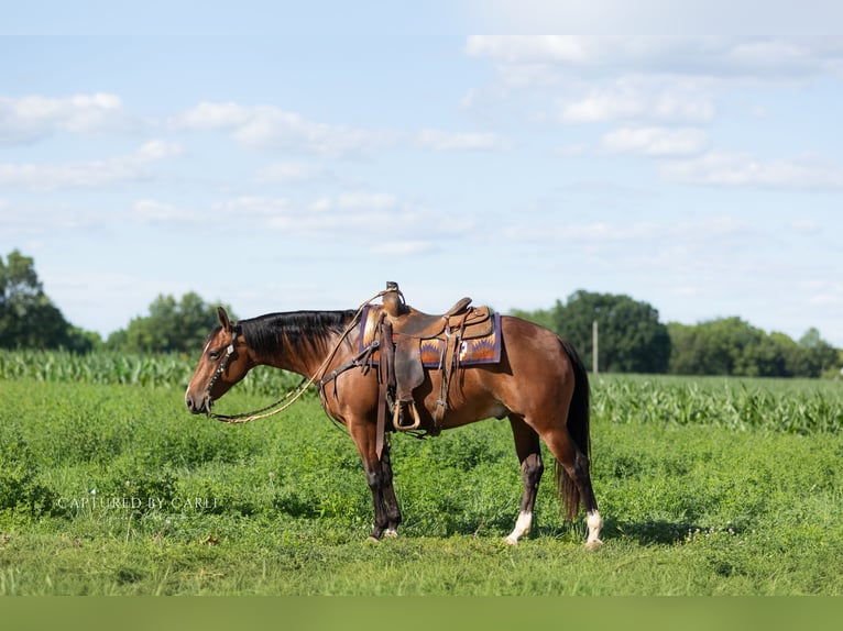 American Quarter Horse Wallach 5 Jahre Rotbrauner in Lewistown