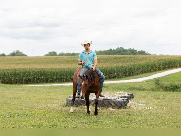 American Quarter Horse Wallach 5 Jahre Rotbrauner in Lewistown