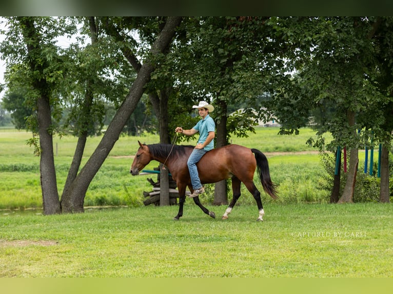 American Quarter Horse Wallach 5 Jahre Rotbrauner in Lewistown