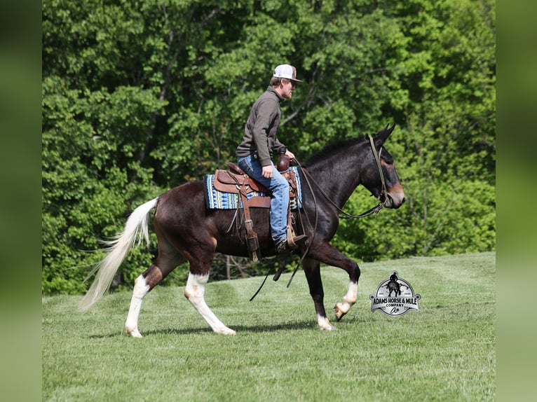 American Quarter Horse Wallach 5 Jahre Rotbrauner in Mount Vernon, KY