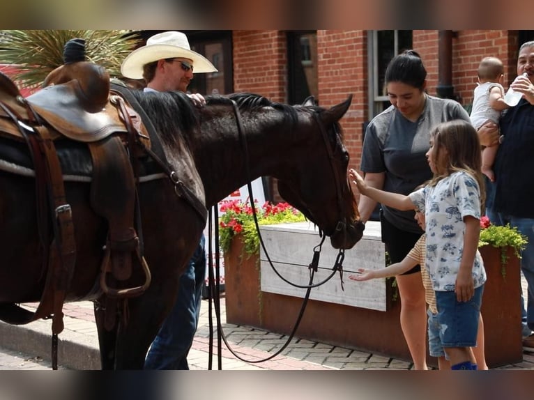 American Quarter Horse Wallach 5 Jahre Rotbrauner in Wetherford TX