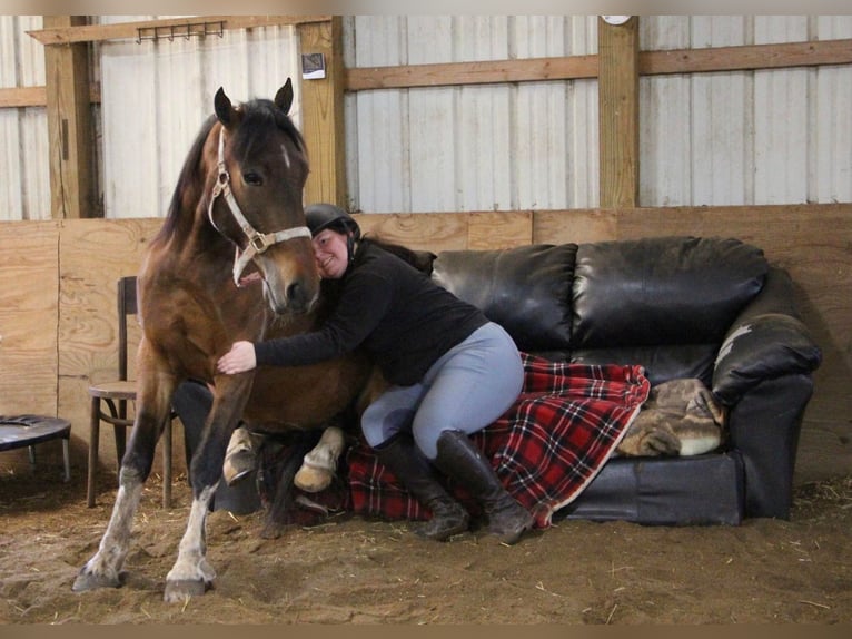 American Quarter Horse Wallach 5 Jahre Rotbrauner in HIghland MI